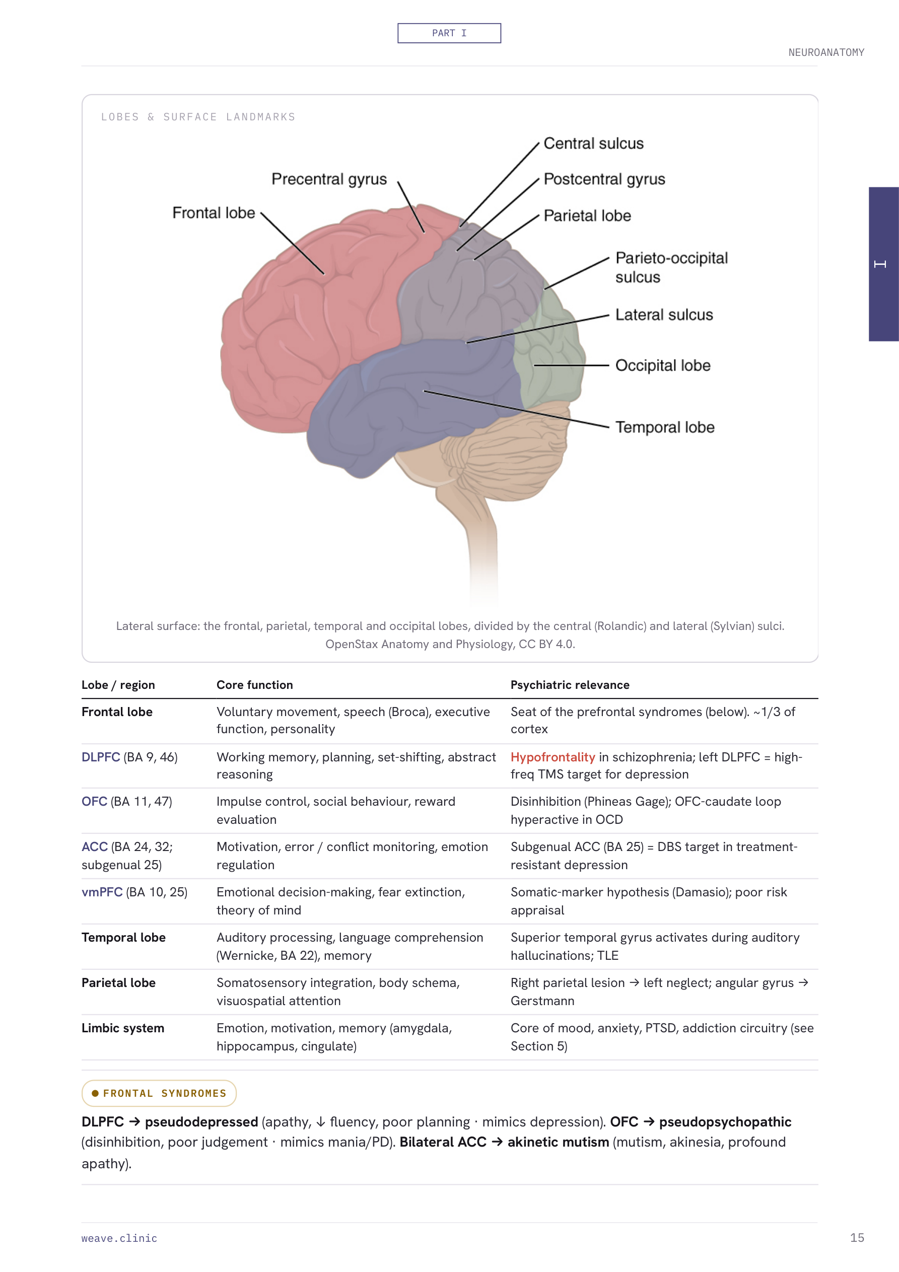 A page showing the brain lobes in colour with a psychiatric relevance table